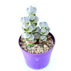 Crassula Arta-Katmanlı Beyaz-Gri Renk Özel Tür Sukulent-6,5 cm Saksıda