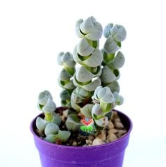 Crassula Arta-Katmanlı Beyaz-Gri Renk Özel Tür Sukulent-6,5 cm Saksıda