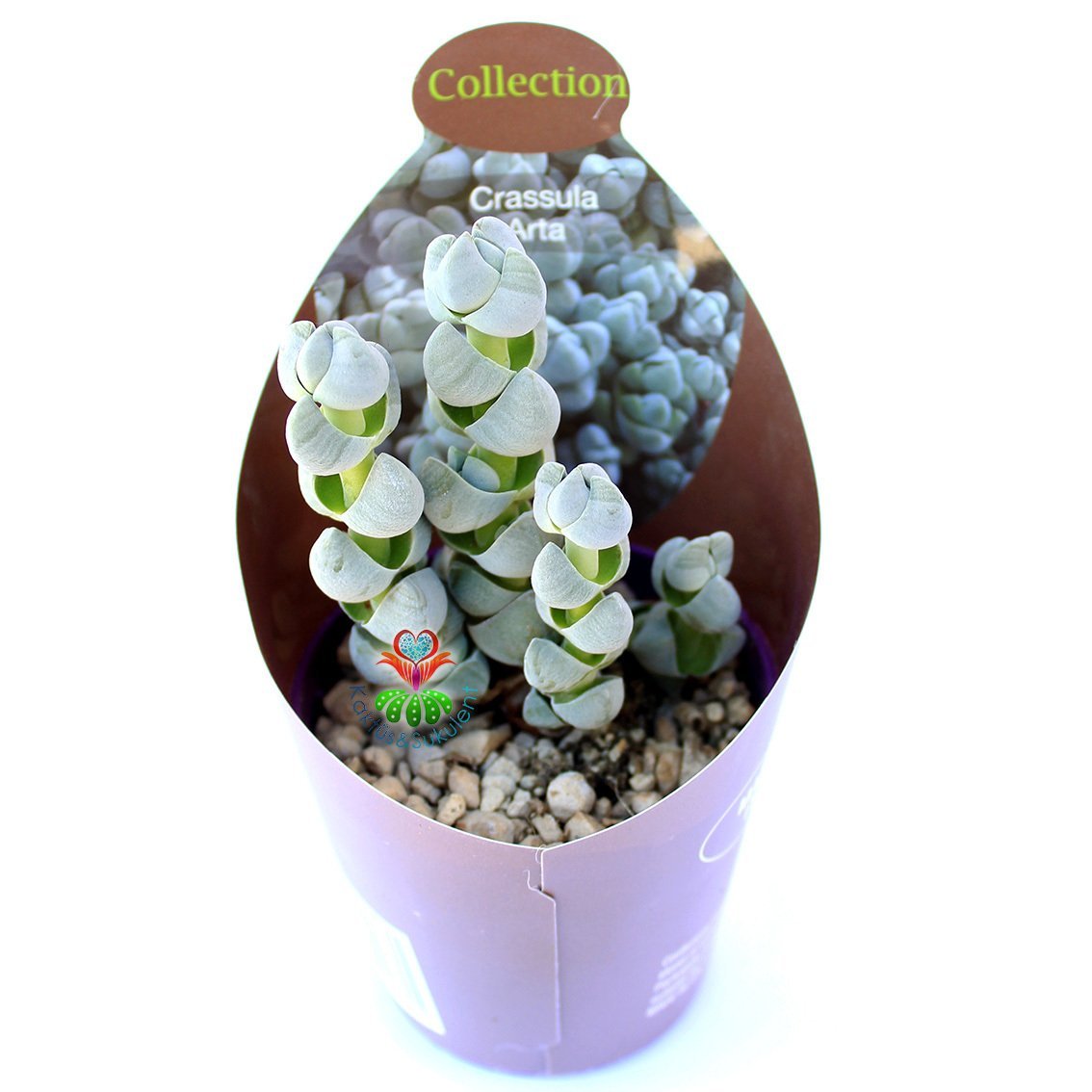 Crassula Arta-Katmanlı Beyaz-Gri Renk Özel Tür Sukulent-6,5 cm Saksıda