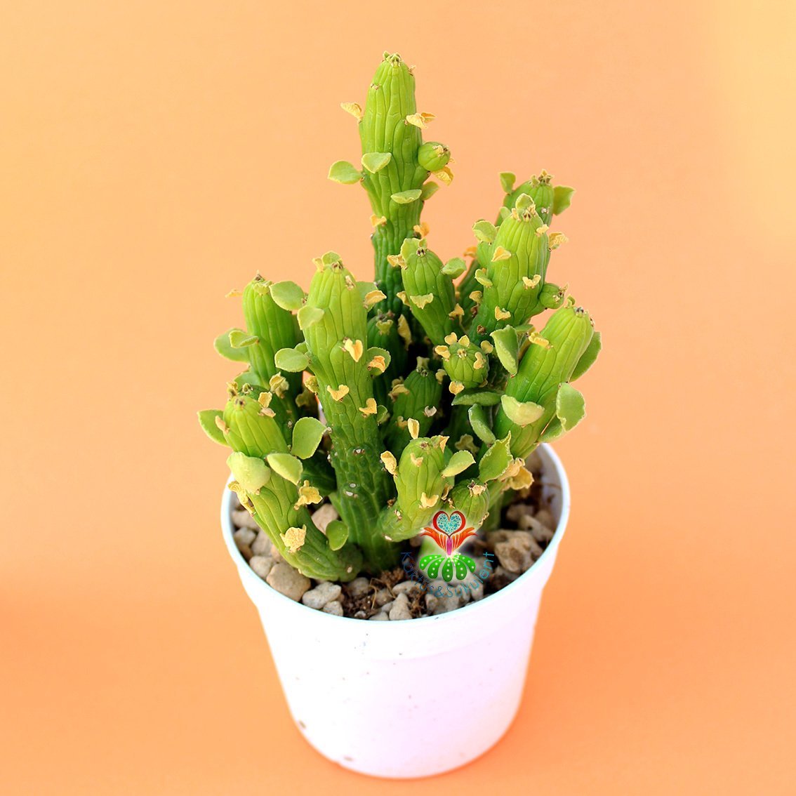 Monadenium Ellenbeckii-Canlı Yeşil Renkli Özel Tür Sukulent-8,5 cm Saksıda