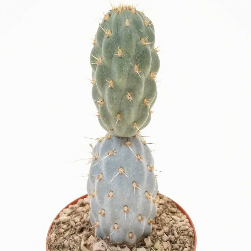 Opuntia Miquelii - Mavi Kaktüs, Çok Nadir Tür Mavi Renk Kaktüs-8,5 cm Saksıda