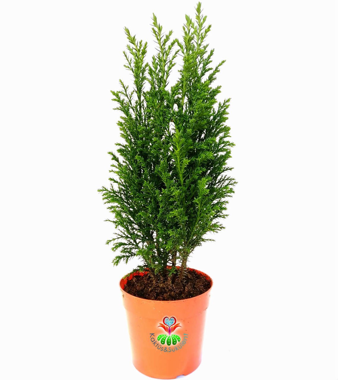 Canlı Mini Çam Ağacı- Salon Çamı Elwoodii (Chamaecyparis Ellwoodii) 8 cm saksıda-Yılbaşı ağacı