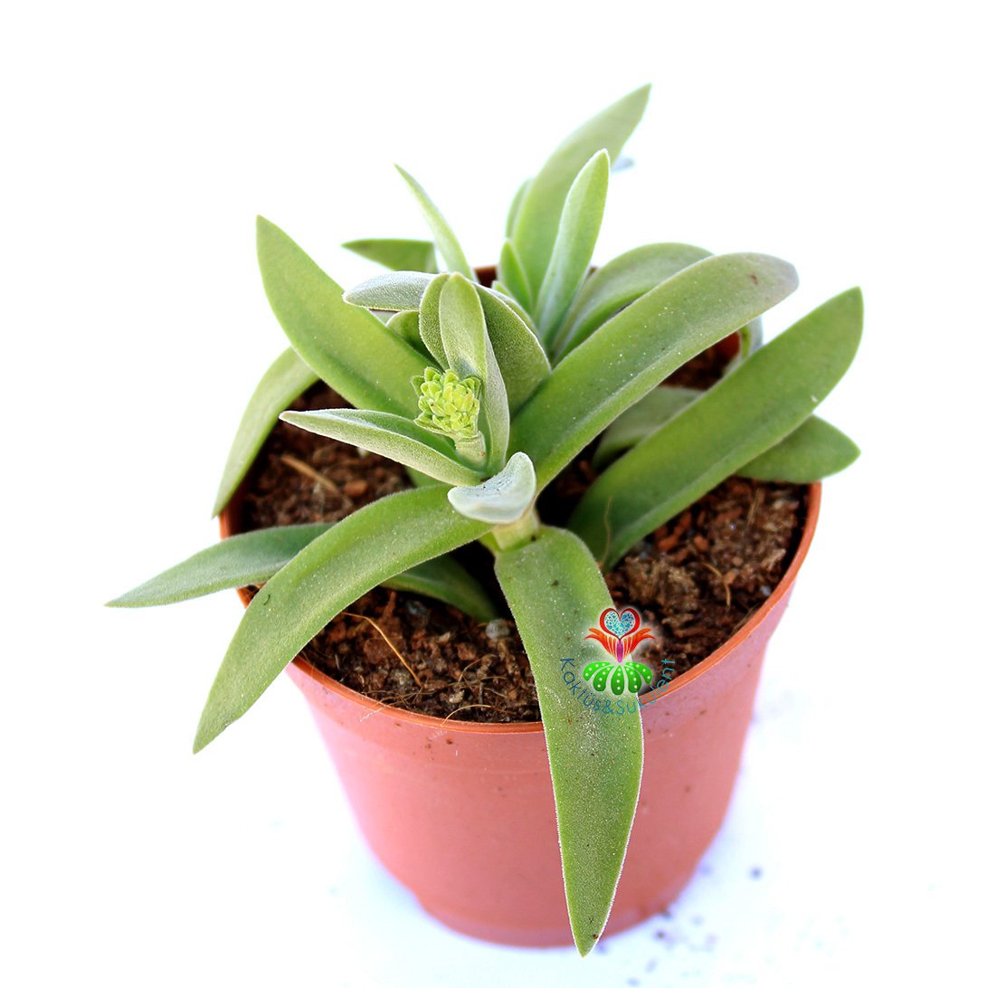 Crassula Mesembryanthemoides - Çapraz Simetrik Yapraklı 5,5 cm Saksıda-