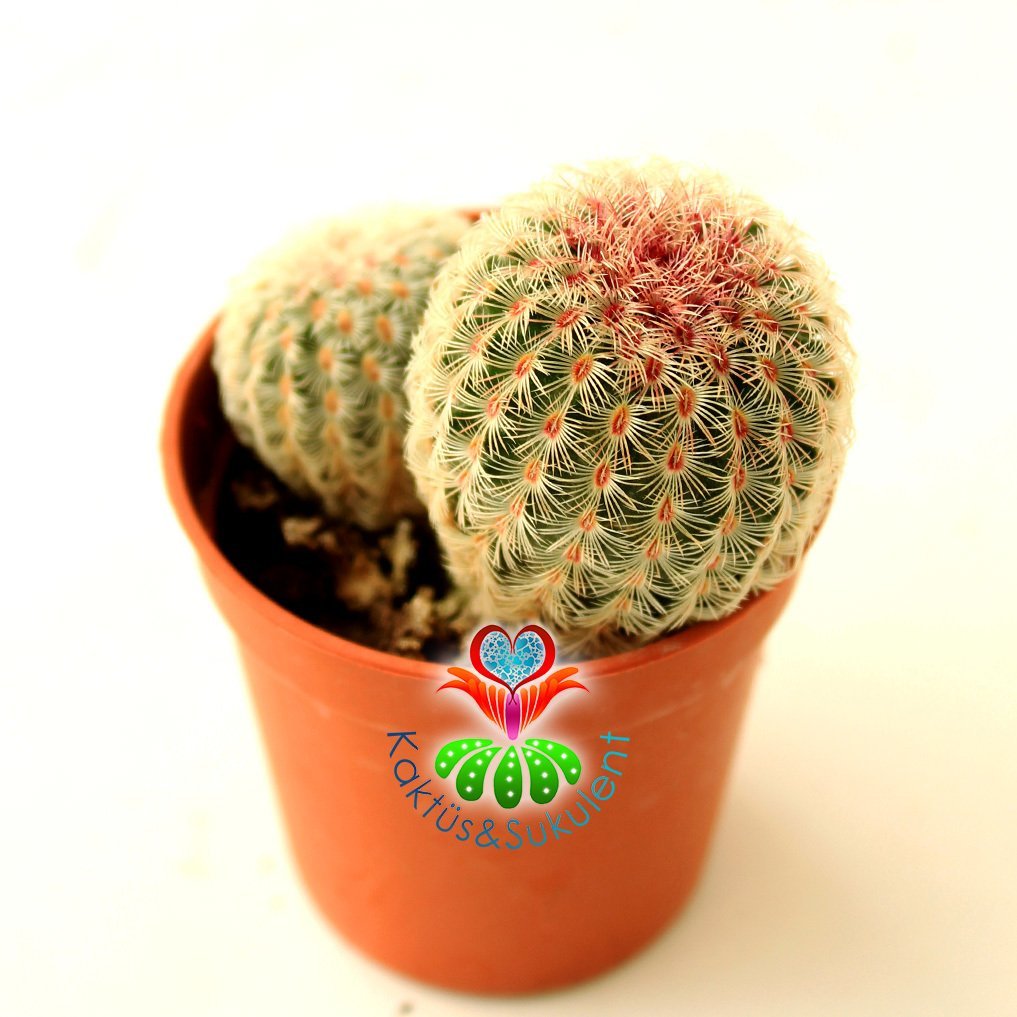 Kaktüs,Echinocereus Pectinatus-Büyük Fuşya Renk Çiçek Açar-Çok Nadir Tür-5,5 cm saksı-Pembe Dikenli