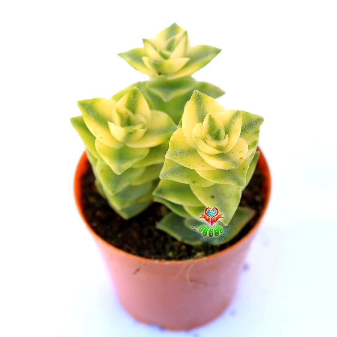 Crassula Perforata Variegata-Sarı-Yeşil Çapraz Yapraklı Sukulent 5,5 cm Saksıda 2-3 lü formlarda