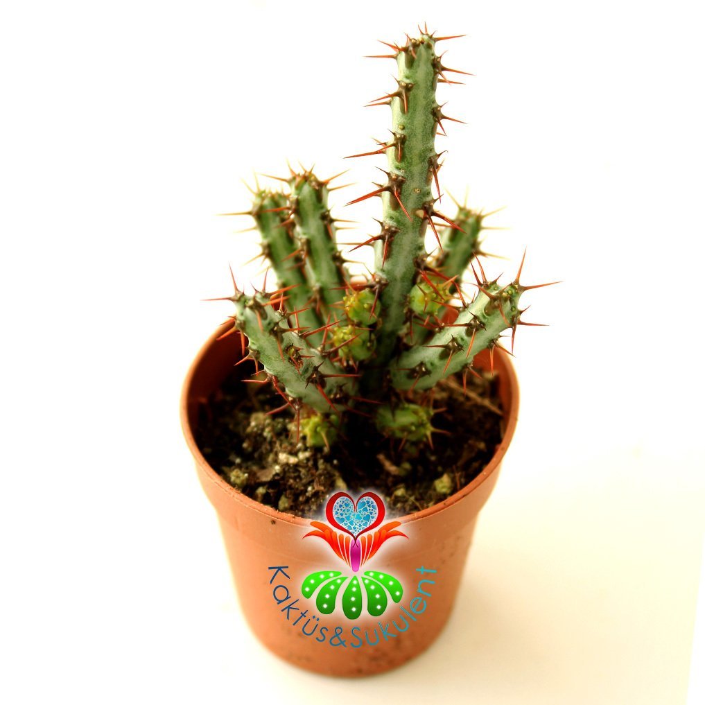 Kaktüs,Euphorbia Aeruginosa -Minyatür Saguaro Kaktüsü-Mini Sarı Çiçek Açar- 8 cm Saksıda-Kaktüs