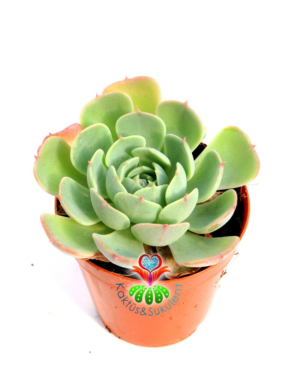 Echeveria 'Green Abalone' -Mavi Renk Tonlarında Yapraklı 5,5 cm Saksıda