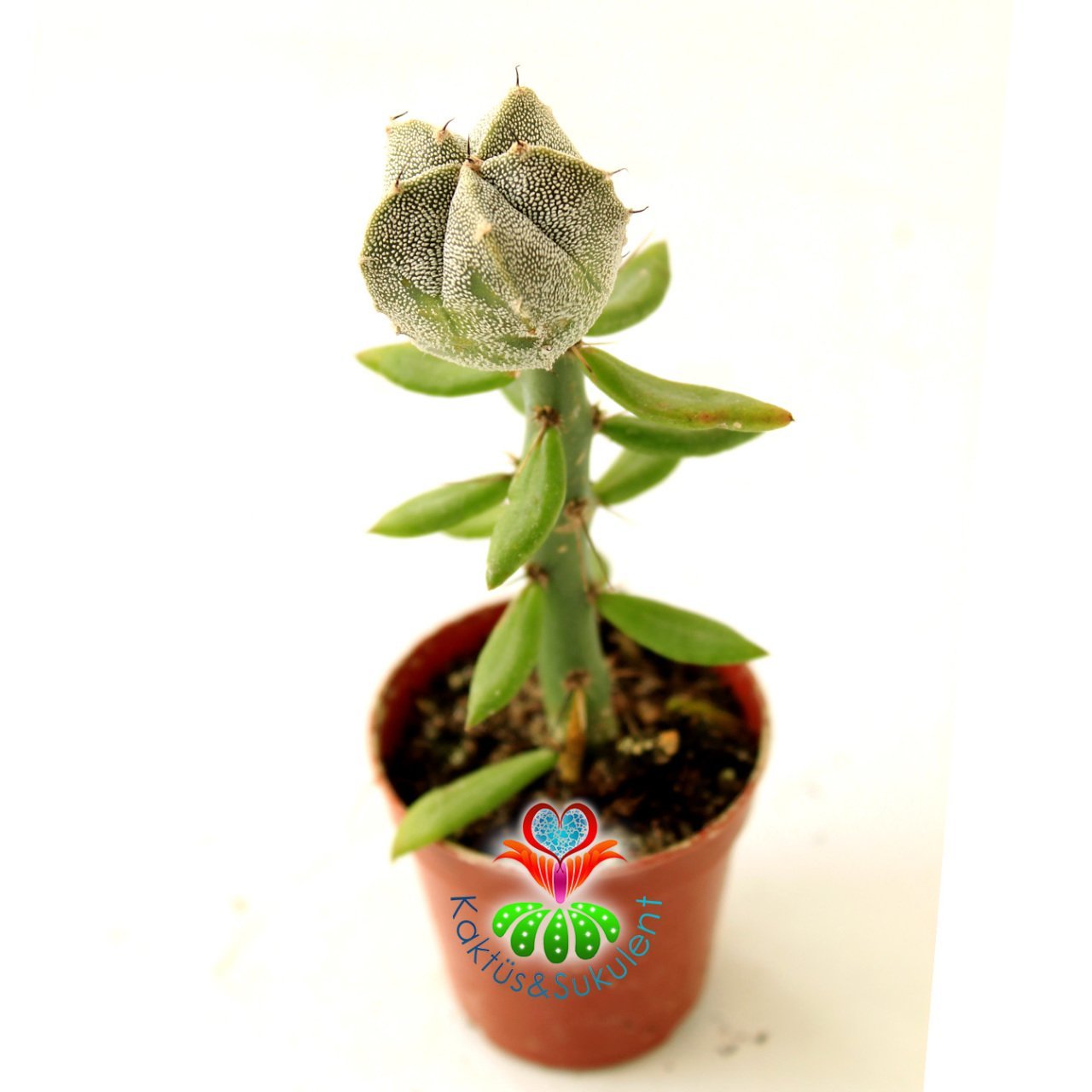 10 Kat Hızlı Büyüyen Kaktüs, Astrophytum Myriostigma-Pereskiopsise Aşılı-Sarı Renk Çiçek Açar