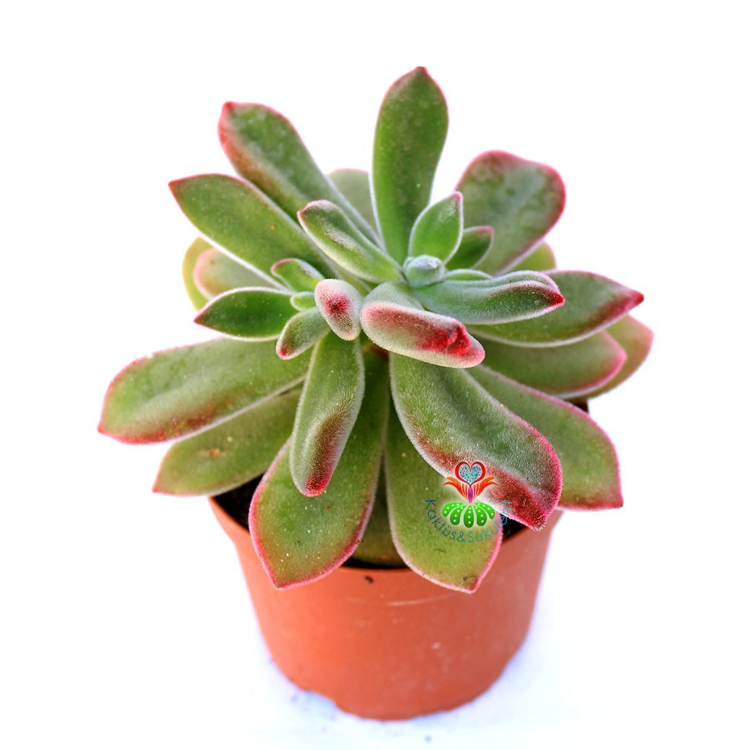 Echeveria Pulvinata 'Ruby Blush' -Kırmızı Yapraklı Özel Tür Sukulent 8,5 cm Saksıda