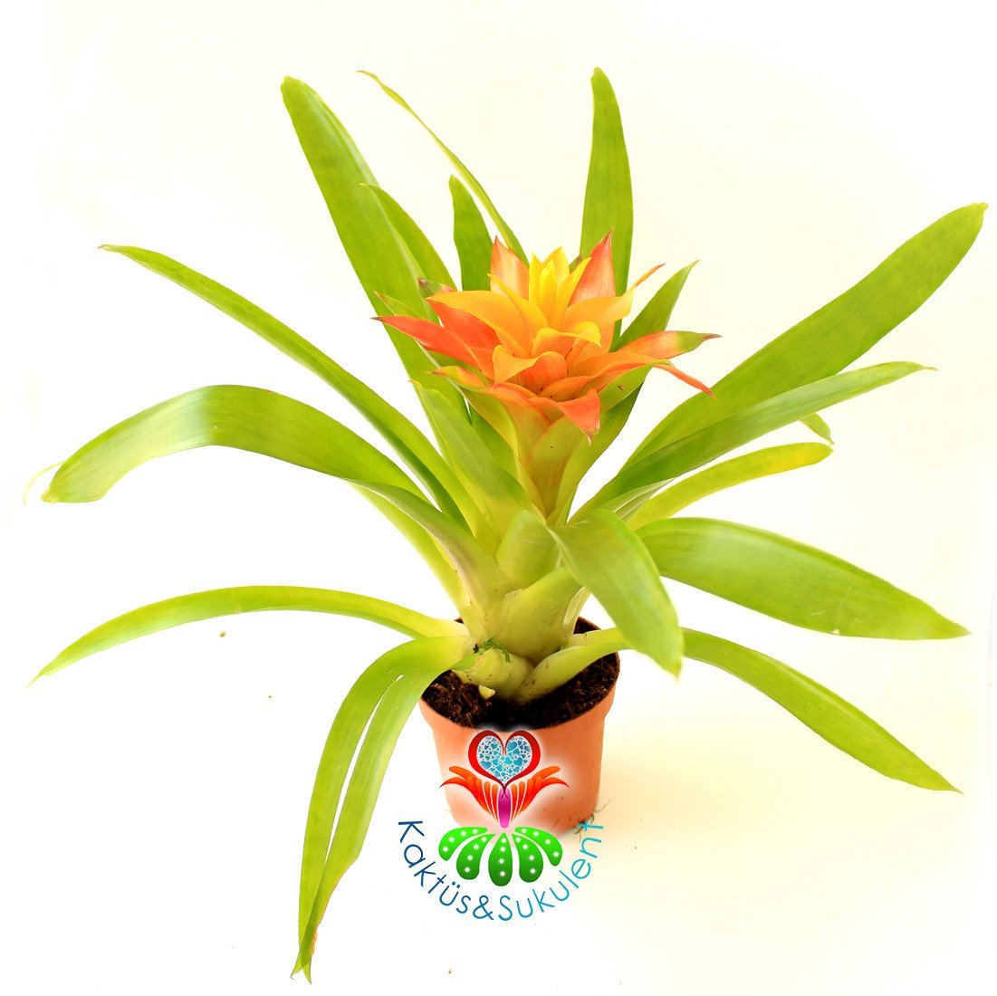Guzmania Theresa, Guzmanya- Sarı ve Turuncu Renk Yıldız Çiçekli-20+ cm Genişlik-8 cm saksı