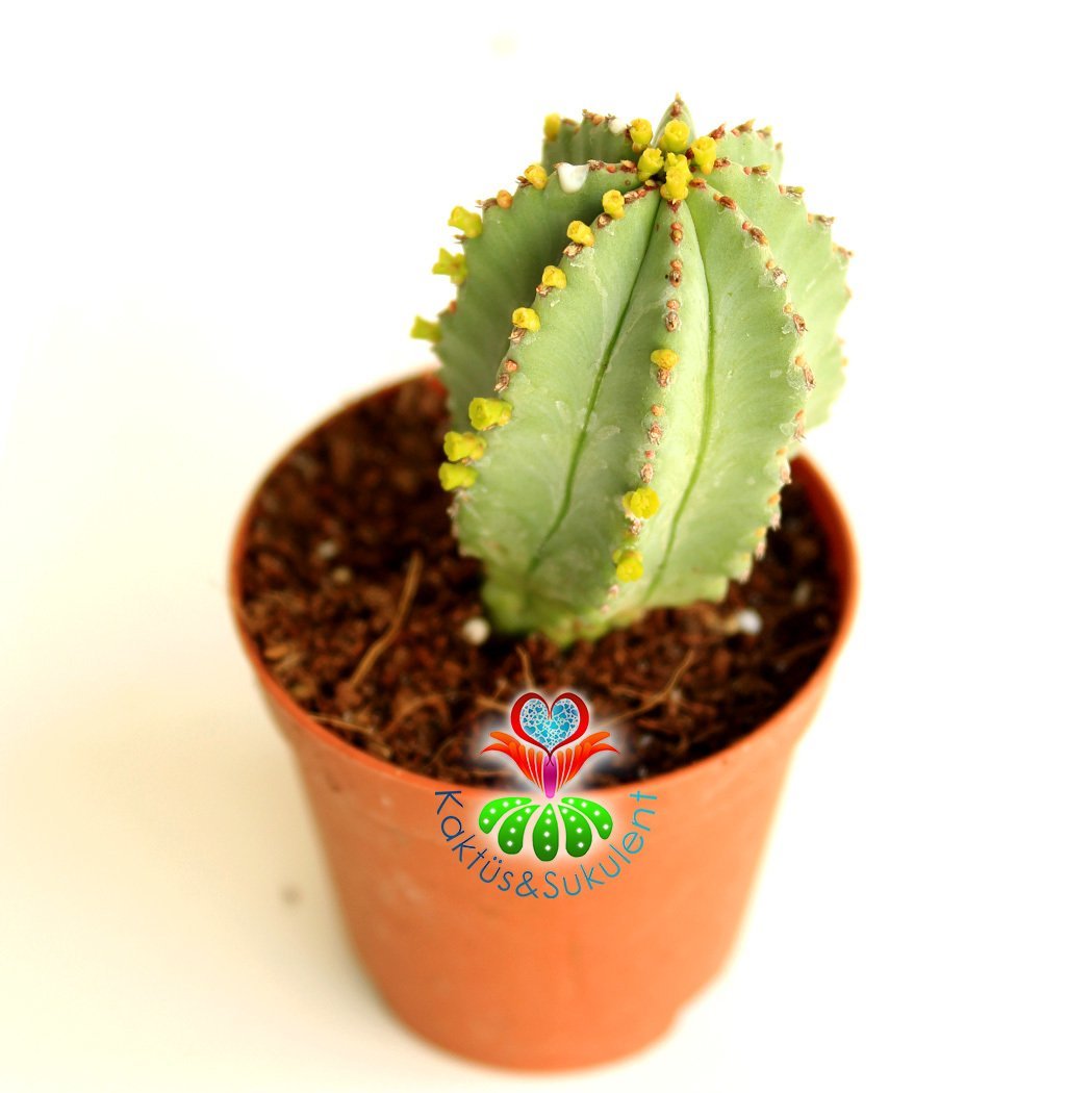 Kaktüs,Euphorbia İnfausta -ÇOK NADİR TÜR -5,5 cm saksıda-Özel Tür Koleksiyon Ürünü,Sukulent
