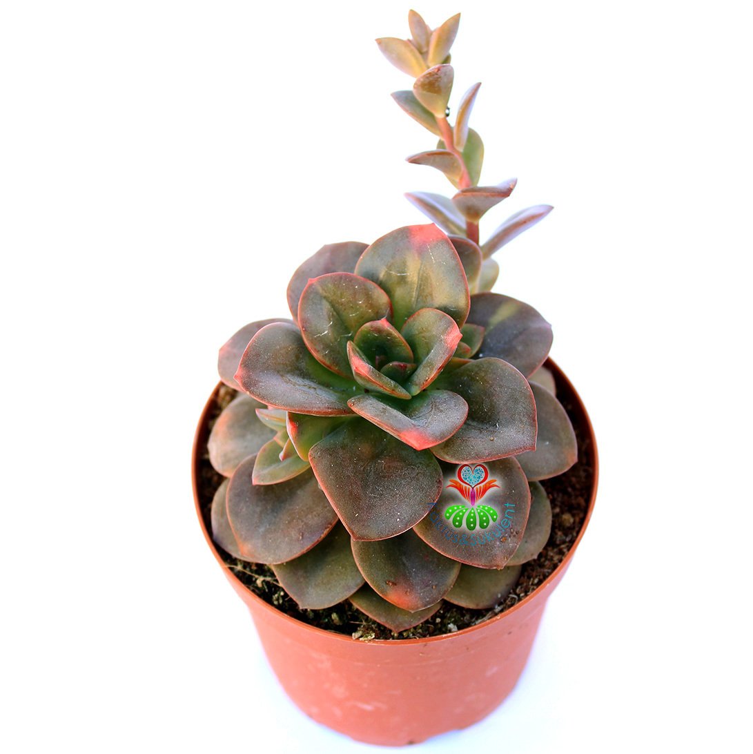 Echeveria 'Chroma' -Bordo ve Çeşitli Renkli Yapraklı Özel Tür- 8,5 cm Saksıda