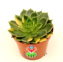 Echeveria Ron Evans 'Variegata'- Doğal Sarı-Yeşil Renk Yapraklı-Çok Nadir TÜR -8 cm saksıda-Kaktüs