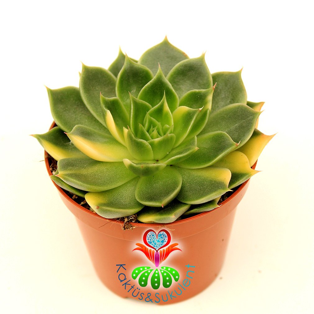 Echeveria Ron Evans 'Variegata'- Doğal Sarı-Yeşil Renk Yapraklı-Çok Nadir TÜR -8 cm saksıda-Kaktüs