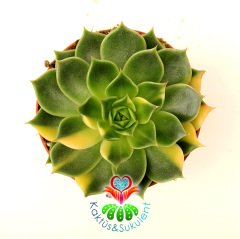 Echeveria Ron Evans 'Variegata'- Doğal Sarı-Yeşil Renk Yapraklı-Çok Nadir TÜR -8 cm saksıda-Kaktüs