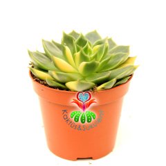 Echeveria Ron Evans 'Variegata'- Doğal Sarı-Yeşil Renk Yapraklı-Çok Nadir TÜR -8 cm saksıda-Kaktüs