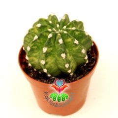 Kaktüs, Echinopsis Subdenudata Variegata-Çok Nadir Tür Çift Renk -Dev Kokulu Çiçek Açar 8 cm Saksıda