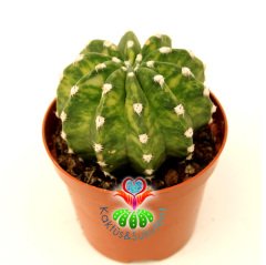 Kaktüs, Echinopsis Subdenudata Variegata-Çok Nadir Tür Çift Renk -Dev Kokulu Çiçek Açar 8 cm Saksıda