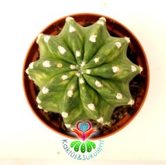 Kaktüs, Echinopsis Subdenudata Variegata-Çok Nadir Tür Çift Renk -Dev Kokulu Çiçek Açar 8 cm Saksıda