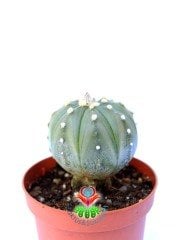Astrophytum Myriostigma Nudum Aşılı-8 cm Saksıda Bol Çiçek Açar