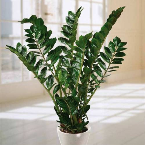 pappel-feige zimmerpflanze Afrikanischer Feigenbaum | Ficus cyathistipula main image 1