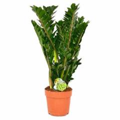 Zamia Zamioculcas -Egzotik, ZuZu Sonsuzluk Bitkisi -60+ cm Bitki Uzunluu -  Hava Temizleyici iek