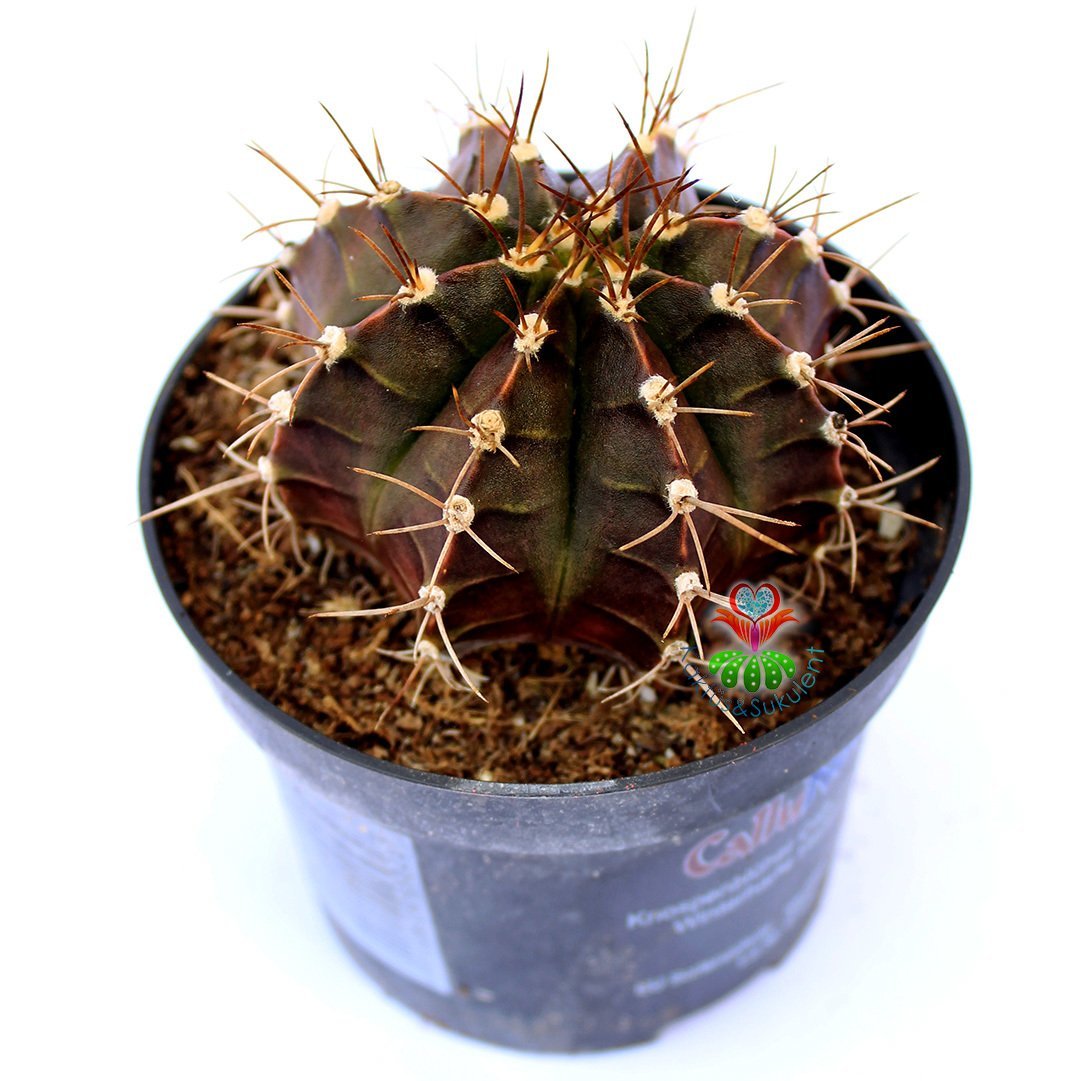 Gymnocalycium Mihanovichii-Güneşle Renk Değiştirebilen Kaktüs-8 cm Saksıda