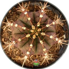 Gymnocalycium Mihanovichii-Güneşle Renk Değiştirebilen Kaktüs-8 cm Saksıda