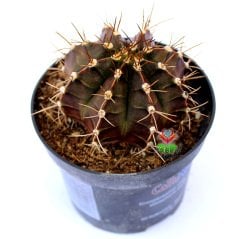 Gymnocalycium Mihanovichii-Güneşle Renk Değiştirebilen Kaktüs-8 cm Saksıda