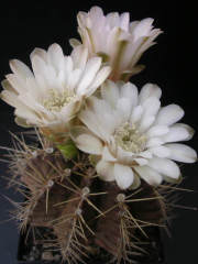 Gymnocalycium Mihanovichii-Güneşle Renk Değiştirebilen Kaktüs-8 cm Saksıda