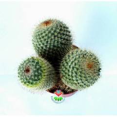 Dev Kaktüs,Mammillaria Muehlenpfordtii Variegata - Fuşya Renk Açar-12 cm Saksılı