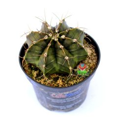 Gymnocalycium Mihanovichii-Güneşle Renk Değiştirebilen Kaktüs-8 cm Saksıda