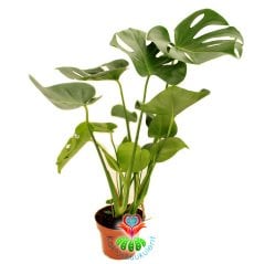Deve Tabanı, Monstera Deliciosa, Monstera Fensterblatt, 60 cm Uzunluk-12 cm saksı Deve Tabanı Çiçeği