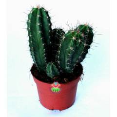 Dev Boy, Lemaireocereus Eberneus-Sarı Renk Çiçek Açar-12 cm Saksılıdır