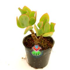 Sukulent, Crassula Ovata Ripple Jade -Kırmızı Uçlu Kıvırcık Yapraklı-Para Ağacı Melezi