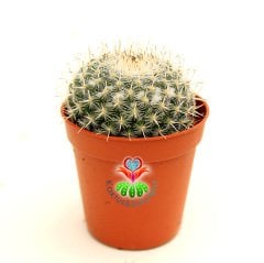 Beyaz Yoğunluklu Top Kaktüs-Mammillaria Chionocephala-5,5 cm Saksıda-Yuvarlak Simetrik Form