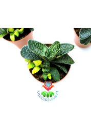 Gasteria Gracilis Variegata Doğal Sarı-Yeşil Renk-8,5 cm saksılı