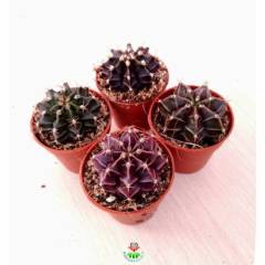 Kaktüs,Gymnocalycium Mihanovichii -Farklı Renk Tonlarında-1. Sınıf -5,5 cm saksıda-Teraryum,Sukulent