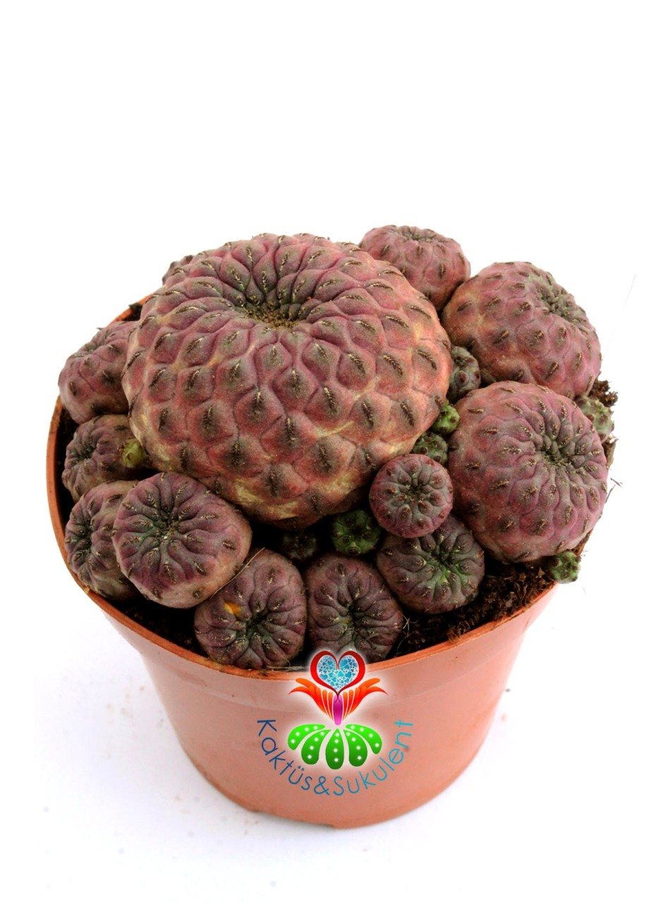 Sulcorebutia Rauschii Violacidermis-Doğal Pembe Renk-8,5 cm Saksıda