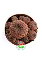 Sulcorebutia Rauschii Violacidermis-Doğal Pembe Renk-8,5 cm Saksıda