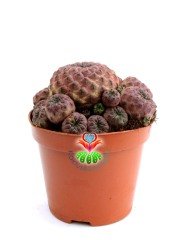 Sulcorebutia Rauschii Violacidermis-Doğal Pembe Renk-8,5 cm Saksıda