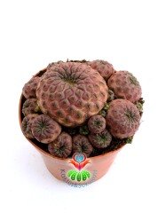 Sulcorebutia Rauschii Violacidermis-Doğal Pembe Renk-8,5 cm Saksıda