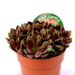 Anacampseros Rufescens-Doğal Bordo Renk Sukulent-8,5 cm Saksıda Özel Tür