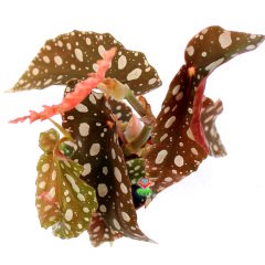 Benekli Yapraklı Begonya- Begonia Maculata-10.5 cm Saksıda 15cm Büyüklükte Çilli Begonya