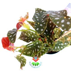Benekli Yapraklı Begonya- Begonia Maculata-10.5 cm Saksıda 15cm Büyüklükte Çilli Begonya