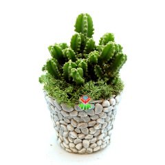 Kendi Aranjmanı Kendin Yap- 2 Farklı Bitki Seçeneği ile 2 Farklı Taş Saksılı Tasarımı Kendi İsteğinize Göre Belirleyin Gri - Cereus Florida - Koyu Yeşil