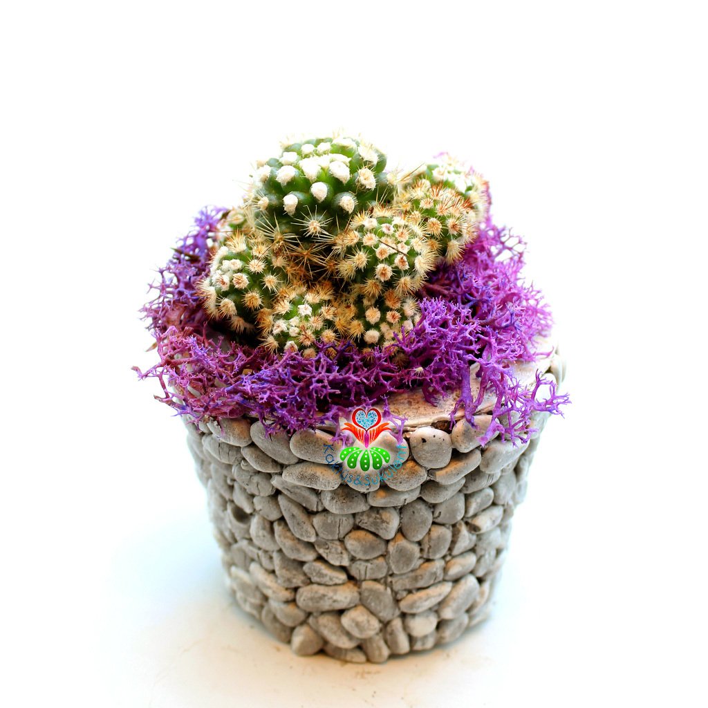 Kendi Aranjmanı Kendin Yap- 2 Farklı Bitki Seçeneği ile 2 Farklı Taş Saksılı Tasarımı Kendi İsteğinize Göre Belirleyin Gri - Cereus Florida - Mor