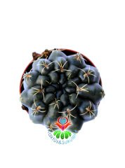 Kaktüs,Gymnocalycium Baldianum - Kırmızı Çiçek Açar-1.Sınıf İthal-5,5 cm Saksıda-Bol Çiçek Açar