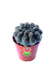 Kaktüs,Gymnocalycium Baldianum - Kırmızı Çiçek Açar-1.Sınıf İthal-5,5 cm Saksıda-Bol Çiçek Açar