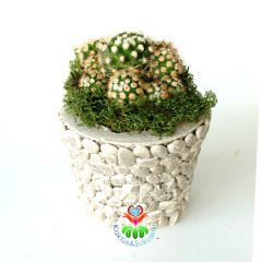 Kendi Aranjmanı Kendin Yap- 2 Farklı Bitki Seçeneği ile 2 Farklı Taş Saksılı Tasarımı Kendi İsteğinize Göre Belirleyin Gri - Mammillaria - Koyu Yeşil
